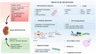 Targeting Premature Renal Aging: from Molecular Mechanisms of Cellular Senescence to Senolytic Trials